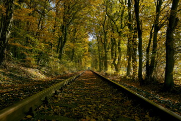 Alte Bahngleise führen durch einen herbstlichen Wald, die warme Nachmittagssonne wirft lange...