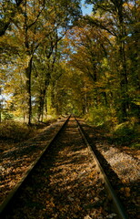Alte Bahngleise führen durch einen herbstlichen Wald, die warme Nachmittagssonne wirft lange Schatten auf den Boden und lässt die goldenen Blätter in warmem Licht erstrahlen.