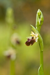 Obraz premium Orchidea Orchid, Ophrys sphegodes subsp. praecox Sassari, 7 fontane. Sardinia, Italy