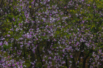 Obraz premium Hong Kong Orchid Tree with flowers in spring