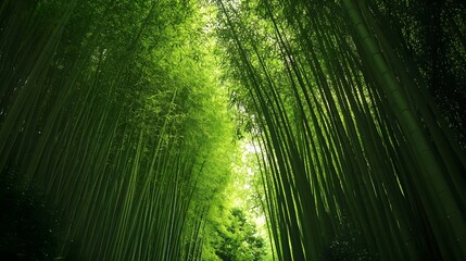 Fototapeta premium a serene bamboo forest with tall, green stalks creating a natural tunnel.