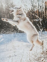Obraz premium a Siberian husky playfully jumping in fresh snow, its icy blue eyes shining.