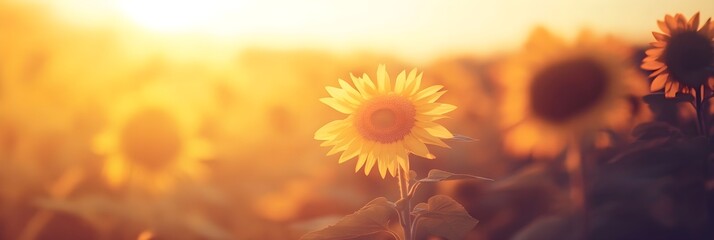 a sunflower field bathed in golden sunlight, stretching endlessly into the horizon.