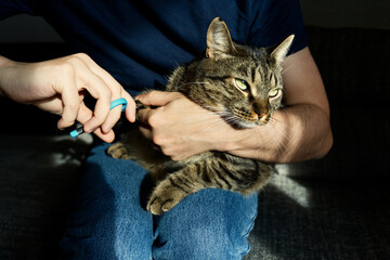 A tabby cat patiently endures a nail trim by a person in jeans and a blue shirt, illuminated by...