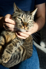 A tabby cat, held gently by human hands, looks directly at the camera, capturing a moment of interaction and trust in soft sunlight