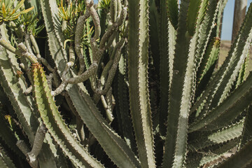 Close-Up of Spiky Succulent Plant