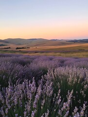 Fototapeta premium a vast lavender field in full bloom at sunset, with rolling hills in the background.