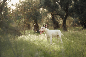 Obraz premium A bull terrier walks through a grassy field, sniffing the ground. The dog enjoys exploring the outdoors in the warmth of the sun.