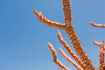 Close-Up of Spiky Cactus Against Blue Sky