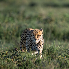 portrait of cheetah in serengeti national park