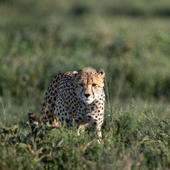 portrait of cheetah in serengeti national park