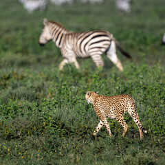 cheetah stalking zebras in serengeti national park, Tanzania