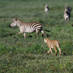 cheetah stalking zebras in serengeti national park, Tanzania
