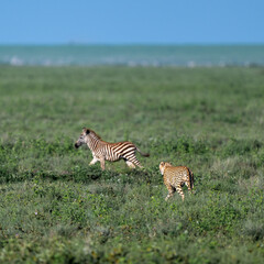 cheetah stalking zebras in serengeti national park, Tanzania