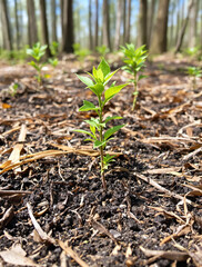 Forest Preserve with Planted Trees for Environmental Conservation and Regeneration