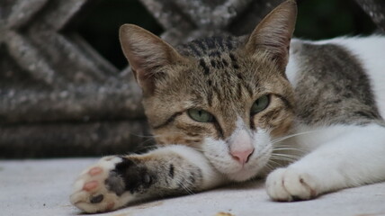 White and brown cat laying on a bench 