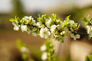 Pink apple flowers on the apple tree in nature blossoming of  in spring time natural floral seasonal background against of a blurred garden, cherry flowers.Close-up of white flowering plant