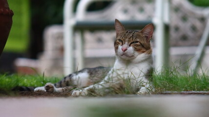 Portrait of a white and brown cat 