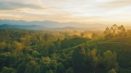 Obraz premium Serene Sunrise Over Lush Green Tea Plantations in Mountain Valley