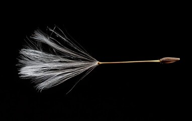 Macro Shot Of A Dandelion Seed Floating In The Air