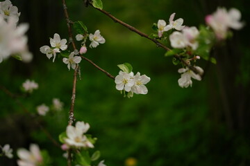 Pink apple flowers on the apple tree in nature blossoming of  in spring time natural floral seasonal background against of a blurred garden, cherry flowers.Close-up of white flowering plant