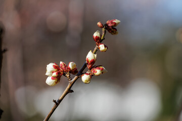 Shyly sprouting, tender plum buds show delicate hues of pink, white yellow as they cluster on a thin brown branch. Bokeh backdrop emphasizes expanding blossom's freshness and detail.