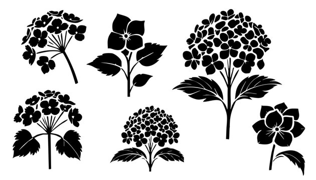 Set of black vector hydrangea silhouette illustration. 