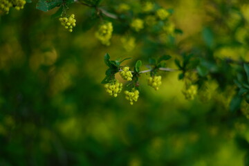 European Barberry (Berberis vulgaris) in garden.Yellow flowers and buds cluster on blooming Common or European Barberry, Berberis Vulgaris. High quality photo