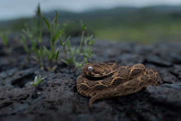 Saw scaled viper in its habitat