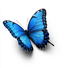blue butterfly isolated