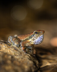 Fototapeta premium Mycrixalus near water body