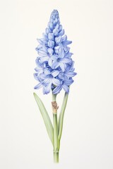 Obraz premium Flower illustration botanical hyacinth.