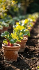 Plants in pots, rows in garden, for spring growth, blurry foliage in distance