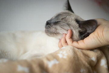 A person gently stroking a calm cat, creating a peaceful and affectionate atmosphere.