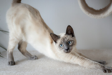 A blue-eyed cat sits on a scratching post, reaching for a toy with curiosity and playfulness.