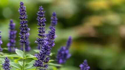 Fototapeta premium Close up of lavender flowers in soft focus for calm and serenity themes
