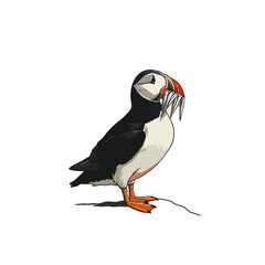 Obraz premium Puffin Vector Logo Design