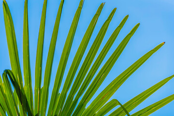 Close-up of a palm leaf with long green fronds against a bright blue sky. Tropical summer,...