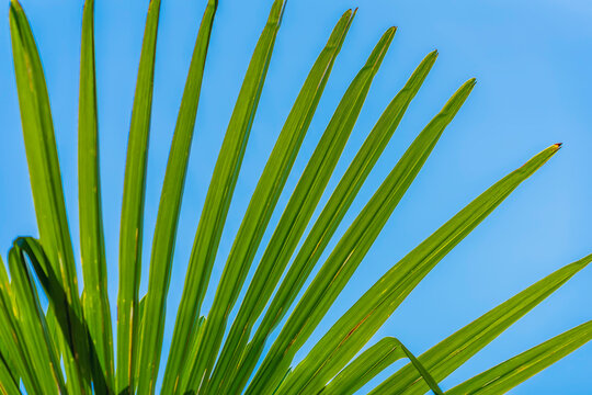 Close-up of a palm leaf with long green fronds against a bright blue sky. Tropical summer, relaxation. Vibrant green palm fronds against a clear blue sky on sunny day