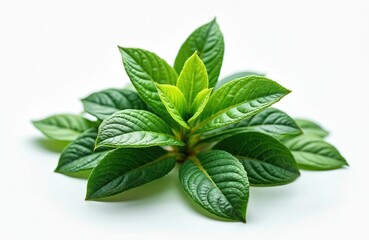 Green leafy plant isolated on white backdrop. Bush has vibrant leaves. Evergreen shrub embodies fresh growth, botanical nature. New plant symbolizes spring season. Flora for garden, forest or park.