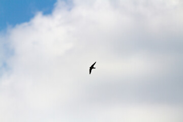 空を飛ぶツバメ