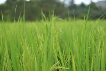 Fototapeta premium Fresh, Rice field at countryside