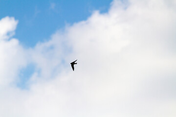 空を飛ぶツバメ