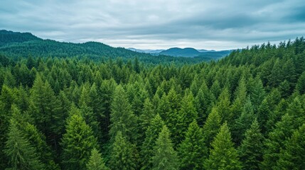 Obraz premium Lush Evergreen Forest Valley