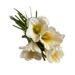 Fototapeta premium Elegant White Flowers with Yellow Accents for Fresh Floral Arrangements and Decorative Purposes