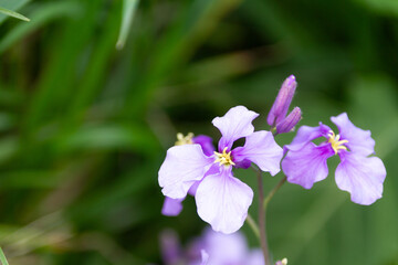 Fototapeta premium 紫色の花