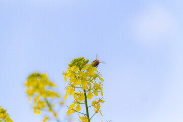 青空と菜の花とミツバチ