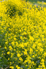 菜の花