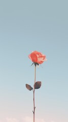 Fototapeta premium Rose outdoors nature flower.