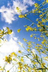 菜の花と青空